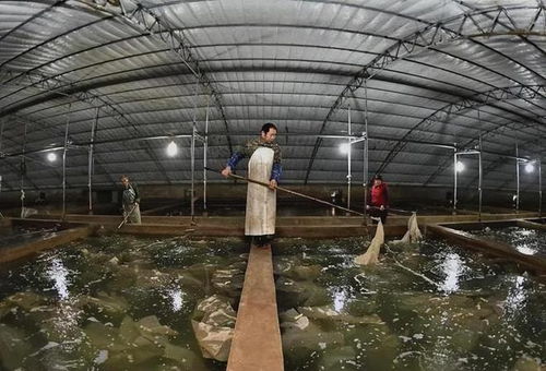 新疆沙漠變蝦塘 中國水產(chǎn)品養(yǎng)殖的創(chuàng)新突破