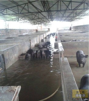 9月18日養豬業與水產品養殖重要信息匯總