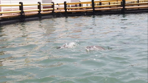 四個最嚴專項 水產品質量安全進農村，筑牢水產品養殖安全防線