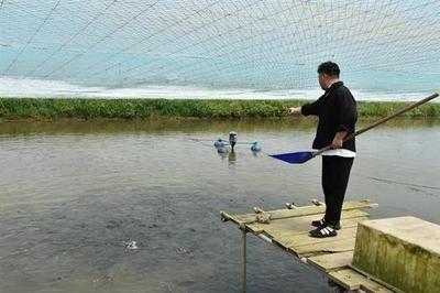 如皋城北街道 智慧農(nóng)業(yè)盡顯科技范兒，水產(chǎn)品養(yǎng)殖煥新顏