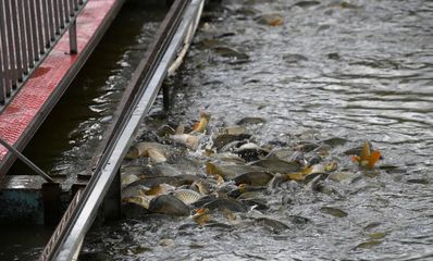 冬季惡劣天氣下的水產(chǎn)養(yǎng)殖管理策略