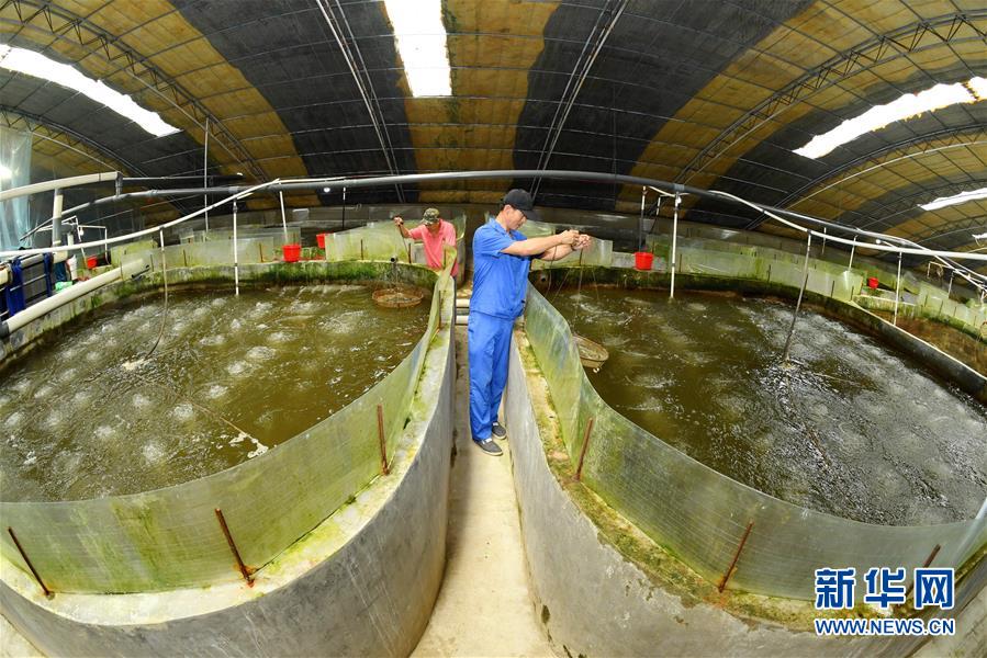河北樂(lè)亭 向海圖強(qiáng)，以特色養(yǎng)殖譜寫藍(lán)色經(jīng)濟(jì)新篇章