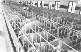 從養(yǎng)豬工廠到水產(chǎn)養(yǎng)殖 順德太平瘦肉型豬場(chǎng)與1989年水產(chǎn)品養(yǎng)殖的聯(lián)動(dòng)探索