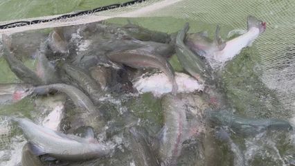 打“特色牌”，做“水文章” 魚蝦滿塘皆是景的水產養殖新圖景