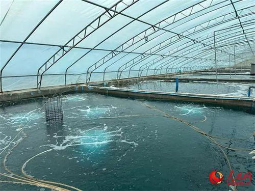 沙漠與鹽堿地崛起海鮮工廠，海水魚安家新大陸