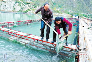 活水潤山鄉 甘肅隴南文縣借水興業，水產養殖產業蓬勃發展